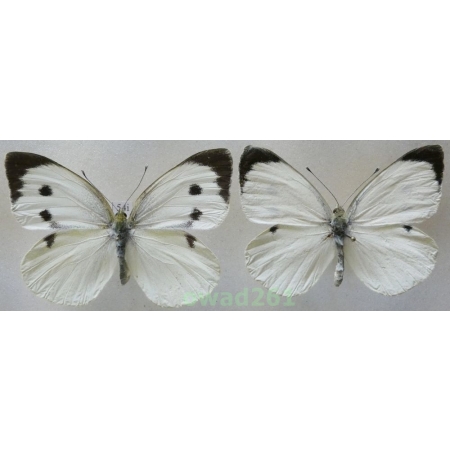 Pieris brassicae (Linnaeus, 1758) pair Czech54i